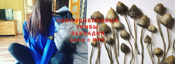 прущие грибы Елабуга